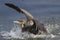 Cormorant landing on water