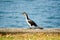 Cormorant, Little Pied water bird standing alone near a river in Australia.