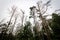 Cormorant nests on dead pine trees