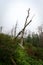 Cormorant nests on dead pine trees