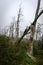 Cormorant nests on dead pine trees