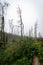 Cormorant nests on dead pine trees