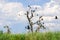 Cormorant nests in trees in Danube Delta