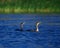 Cormorant Pair Swimming Heads High