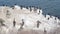 Cormorant and pelican flock, colony of wild birds, rock by water, California USA