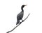 A Cormorant Perched On a Branch