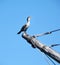 Cormorant perched on Mayflower 2 mast Plymouth Massachusetts