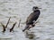 Cormorant perching on dry sticking out of the water branches on lake