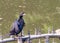 A Cormorant perching in a lake