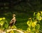 A Cormorant perching on a tree