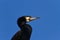 Cormorant (phalacrocorax carbo)