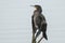 Cormorant, Phalacrocorax carbo. Bird