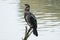 Cormorant, Phalacrocorax carbo. Bird
