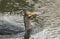 A Cormorant Phalacrocorax carbo swimming in a river hunting for fish.