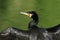 A Cormorant Phalacrocorax carbo with wings wide open drying them .