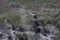 Cormorant, phalacrocorax, standing perched on a rock on river lossie near a waterfall in elgin moray scotland.