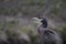 Cormorant, phalacrocorax, standing perched on a rock on river lossie near a waterfall in elgin moray scotland.