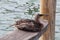 Cormorant on pier. Venice, Italy, Europe.