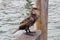 Cormorant on pier. Venice, Italy, Europe.