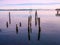 Cormorant on piles at the shore. Sidney, BC, Vancouver Island, C