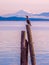 Cormorant on piles at the shore. Sidney, BC, Vancouver Island, C