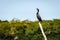 Cormorant on a pole at Celestun, Yucatan, Mexico