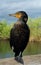 Cormorant portrait