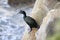 Cormorant portrait fishing