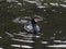 Cormorant portrait, swimming on water surface in river