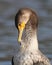 Cormorant Preening