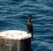 Cormorant Preening