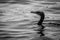 Cormorant ready to submerse in the ocean