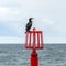 Cormorant on a red post off shore