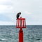 Cormorant on a red post off shore