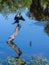 Cormorant on a Reflecting Tree Trunk