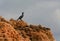 Cormorant resting on a rock