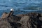 Cormorant resting on rocks