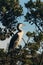 Cormorant resting on tree branch