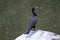 Cormorant on the river