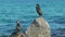 Cormorant on the rock over the ocean water in Spain