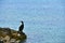 Cormorant Rock Sea Black Blue