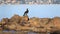 Cormorant on rocks