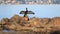 Cormorant on Rocks