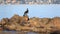 Cormorant on rocks looking to camera
