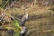 Cormorant At Salt Springs Run