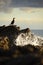 Cormorant sat on the rough coast of Cornwall