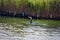 Cormorant sea bird eating an eel a series of 5 pictures