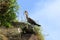 Cormorant by the sea on the edge of a rocky cliff covered with grass