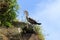 Cormorant by the sea on the edge of a rocky cliff covered with grass