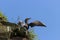 Cormorant by the sea on the edge of a rocky cliff covered with grass